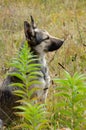 Beautiful gray dog Ã¢â¬â¹Ã¢â¬â¹sits in the green grass and looks away. Portrait of pet on walk in the woods